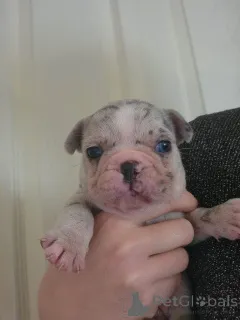 Фото №2 к объявлению №161383 о продаже французского бульдога - купить в США частное объявление