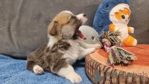 Дополнительные фото: Элитные щенки