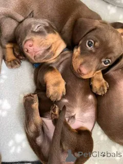 Фото №1. такса - купить в Берлине за договорная. Объявление №160060