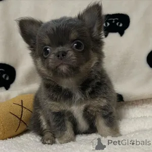 Дополнительные фото: У нас есть милые щенки чихуахуа, готовые к переезду в новый дом.