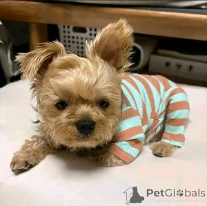 Фото №1. йоркширский терьер - купить в Берлине за 51022₽. Объявление №163788