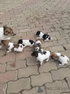 Фото №1. джек-рассел-терьер - купить в Париже за 64937₽. Объявление №166737