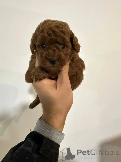 Фото №4. Продажа пуделя (той) в Реклама  - цена договорная