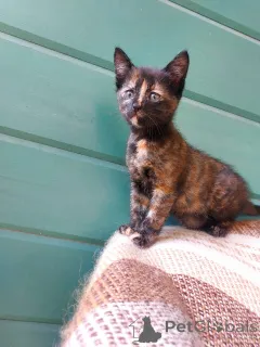 Фото №1.  - купить в Москве реке за Бесплатно. Объявление №145511