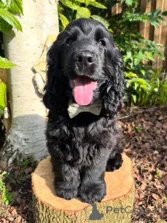 Фото №3. Wunderschöne Cocker-Spaniel-Welpen suchen einliebevolles neues Zuhause.  Германия