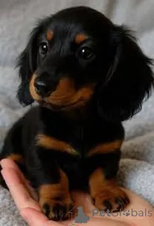 Фото №1. такса - купить в Belfast за 64937₽. Объявление №166105