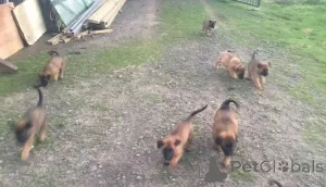 Фото №3. Чистокровные бельгийские щенки малиной для продажи.  Германия