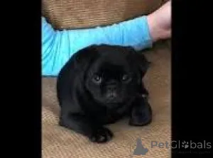 Фото №2 к объявлению №167701 о продаже мопса - купить в Польше частное объявление, заводчик