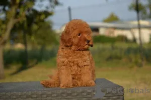 Дополнительные фото: Карликовая пудель