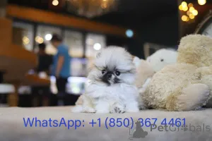 Фото №3. Дом декана Джанет Кей.  США