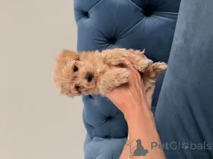 Дополнительные фото: Мальтипу мини