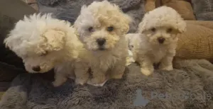 Фото №3. Bichon Frisé Welpen zu verkaufen. Kontaktieren Sie mich per.  Германия
