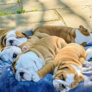 Фото №2 к объявлению №160528 о продаже английского бульдога - купить в Германии частное объявление