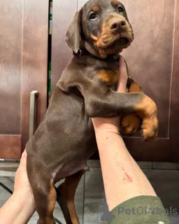 Фото №3. Urocze szczenięta dobermana do adopcji.  Польша