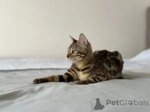 Дополнительные фото: Бенгальская кошка