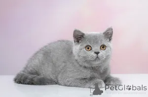 Фото №2 к объявлению №141401 о продаже британская короткошёрстная - купить в России из питомника, заводчик