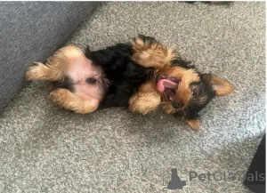 Дополнительные фото: Красивый йоркширский терьера доступен