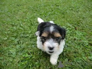 Фото №1. бивер-йоркширский терьер - купить в Нюрнберге за договорная. Объявление №166088