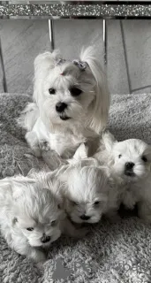 Дополнительные фото: Щенки мальтийской болонки, зарегистрированные в KC.