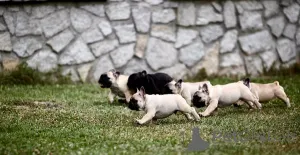 Дополнительные фото: Щенки французского бульдога от первоклассного разведения.