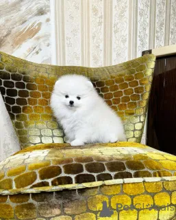 Дополнительные фото: Спзит Померанский шпиц бобо