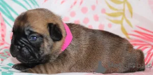 Фото №2 к объявлению №162186 о продаже французского бульдога - купить в Финляндии частное объявление