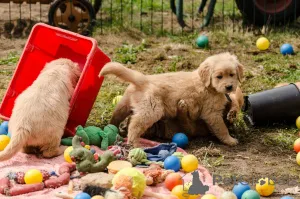 Фото №4. Продажа золотистого ретривера в Фредериксхавн частное объявление, заводчик - цена 92767₽