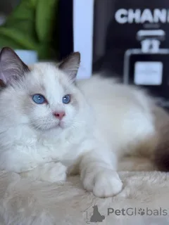 Фото №4. Продам рэгдолла в Ларосетт заводчик - цена договорная