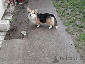 Дополнительные фото: Вельш-корги, 18 месяцев.