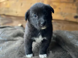 Фото №1. беспородная - купить в Москве реке за Бесплатно. Объявление №159247