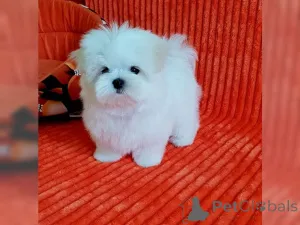 Фото №1. мальтийская болонка - купить в Александрия сначала за договорная. Объявление №166381