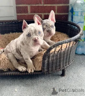 Фото №1. американский булли - купить в Ганновер за 92674₽. Объявление №147459