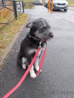 Фото №2 к объявлению №157819 о продаже беспородную - купить в России частное объявление