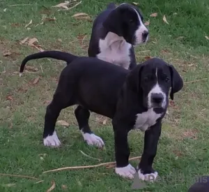 Фото №1. немецкий дог - купить в Праге за договорная. Объявление №167452