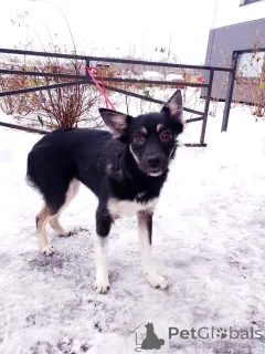 Фото №2 к объявлению №159495 о продаже беспородную - купить в России частное объявление