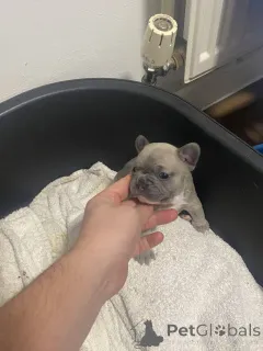 Дополнительные фото: Высококлассные щенки французского бульдога