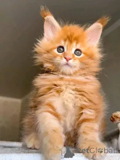 Фото №1.  - купить в Грузия Тауншип за договорная. Объявление №149566