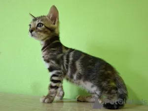 Дополнительные фото: Бенгальский котенок Bengal