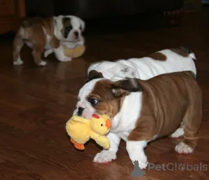 Дополнительные фото: Щенки английского бульдога