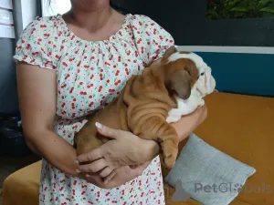 Дополнительные фото: Английский бульдог