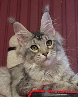 Фото №3. Мейн-кун. Великобритания