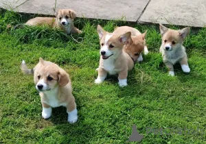 Дополнительные фото: Щенок вельш-корги