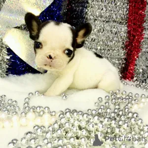 Дополнительные фото: Красивые миниатюрные щенки детей на продажу