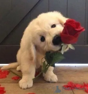 Фото №1. золотистый ретривер - купить в Берлине за 53805₽. Объявление №143526