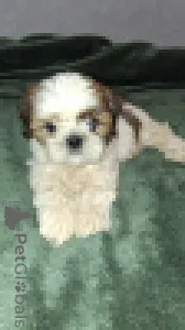 Дополнительные фото: Две чистокровные девочки ши-тцу ищут новый дом.