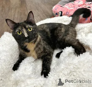 Фото №1. беспородная - купить в Мюнхене за 46384₽. Объявление №150623