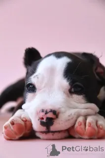 Фото №4. Продажа американского булли в Раменском из питомника - цена 150000₽