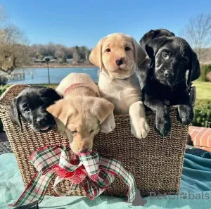 Фото №2 к объявлению №149691 о продаже лабрадор-ретривера - купить в Германии частное объявление