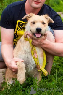 Фото №1. беспородная - купить в Москова за Бесплатно. Объявление №161646