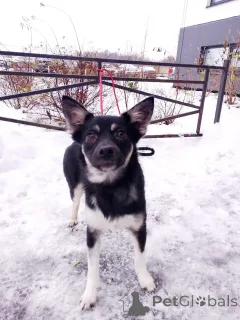 Дополнительные фото: Ищет дом крошка-собачка весом 6 кг